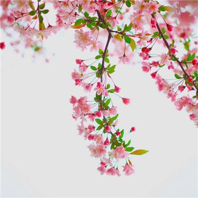 冰火情缘手游(暂未上线)v1.0.06 安卓版